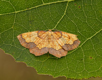 70.228 BF1908 Dark Bordered Beauty Epione vespertaria
