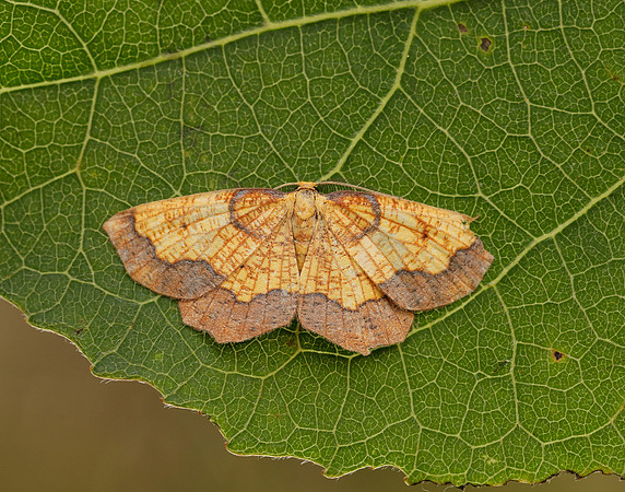 70.228 BF1908 Dark Bordered Beauty Epione vespertaria