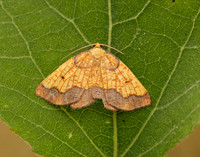 70.228 BF1908 Dark Bordered Beauty Epione vespertaria