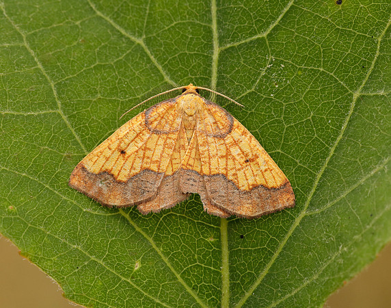 70.228 BF1908 Dark Bordered Beauty Epione vespertaria