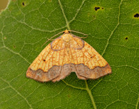 70.228 BF1908 Dark Bordered Beauty Epione vespertaria
