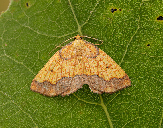 70.228 BF1908 Dark Bordered Beauty Epione vespertaria