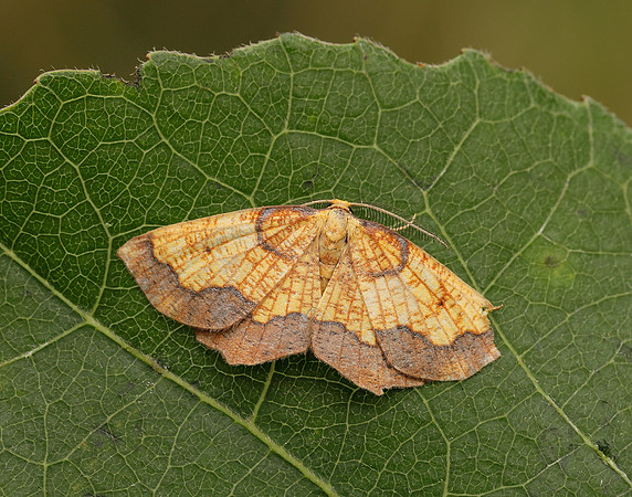 70.228 BF1908 Dark Bordered Beauty Epione vespertaria