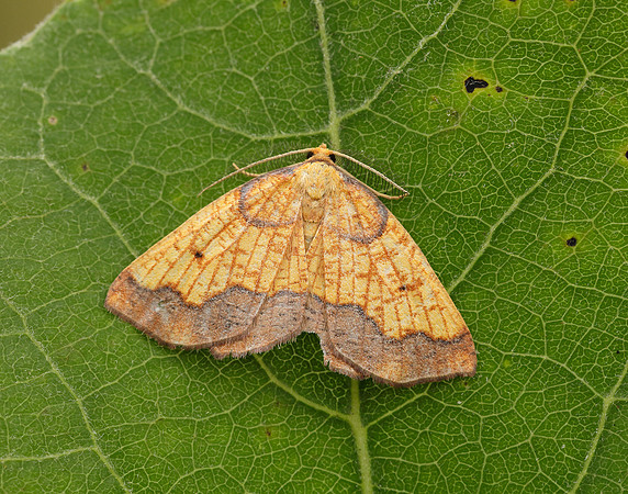 70.228 BF1908 Dark Bordered Beauty Epione vespertaria