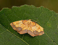 70.228 BF1908 Dark Bordered Beauty Epione vespertaria
