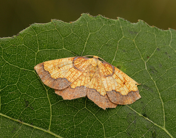 70.228 BF1908 Dark Bordered Beauty Epione vespertaria