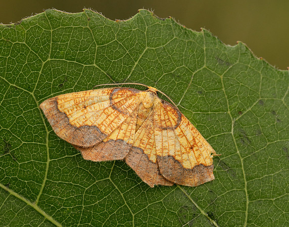 70.228 BF1908 Dark Bordered Beauty Epione vespertaria