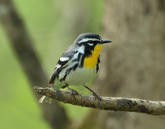 Yellow-throated Warbler  Setophaga dominica