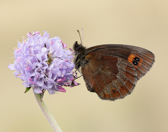 Scotch Argus Erebia aethiops