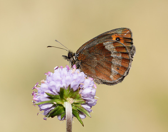 Scotch Argus Erebia aethiops