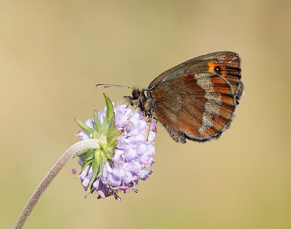 Scotch Argus Erebia aethiops