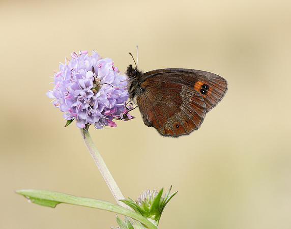 Scotch Argus Erebia aethiops