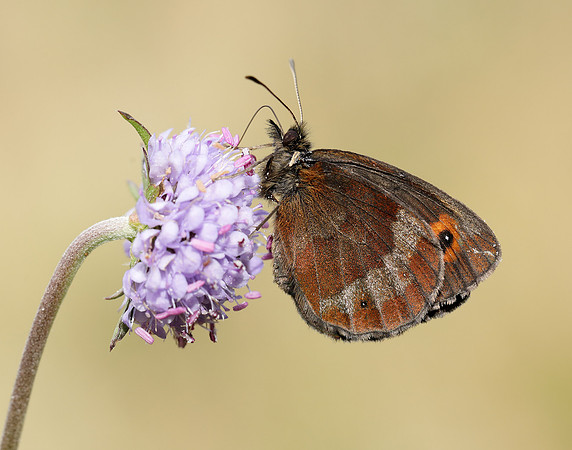 Scotch Argus Erebia aethiops