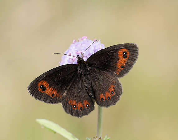 Scotch Argus Erebia aethiops