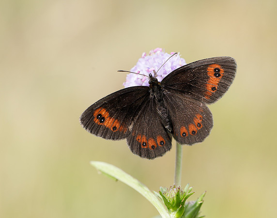 Scotch Argus Erebia aethiops