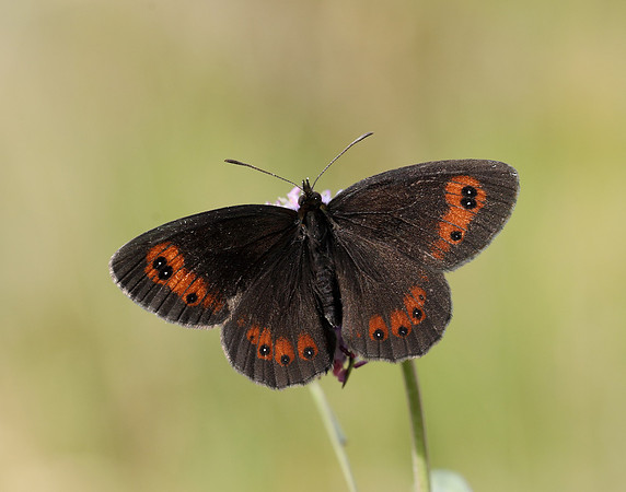 Scotch Argus Erebia aethiops