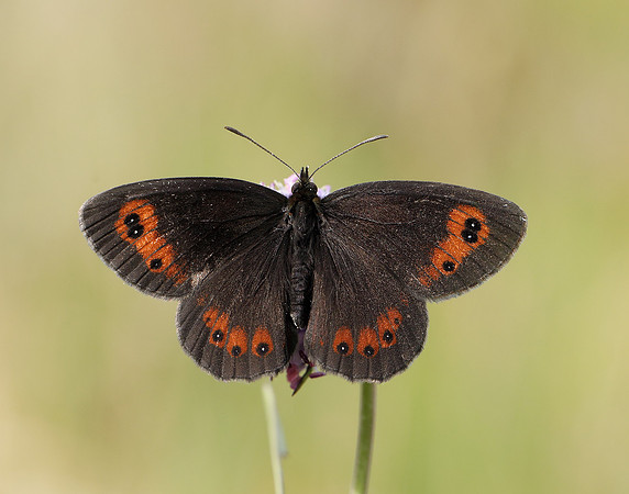 Scotch Argus Erebia aethiops