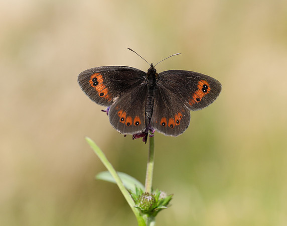 Scotch Argus Erebia aethiops