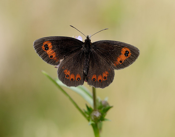 Scotch Argus Erebia aethiops