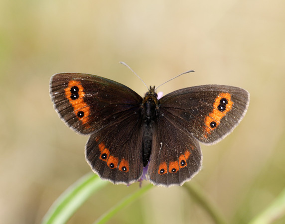 Scotch Argus Erebia aethiops