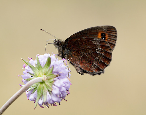 Scotch Argus Erebia aethiops