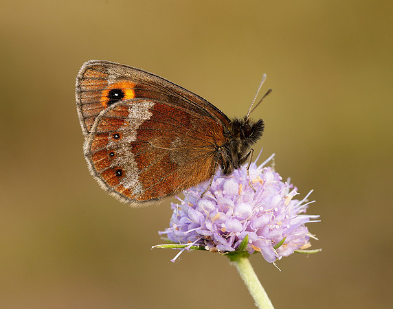 Scotch Argus Erebia aethiops