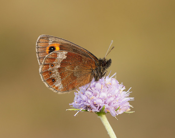 Scotch Argus Erebia aethiops