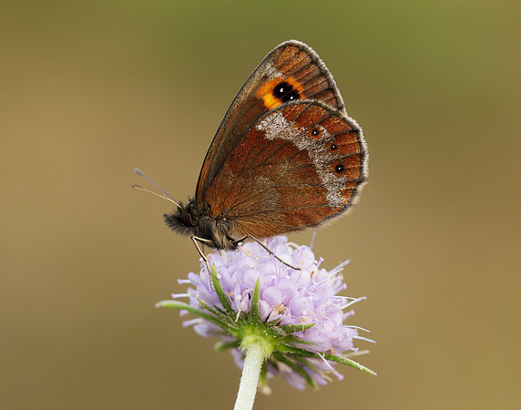 Scotch Argus Erebia aethiops