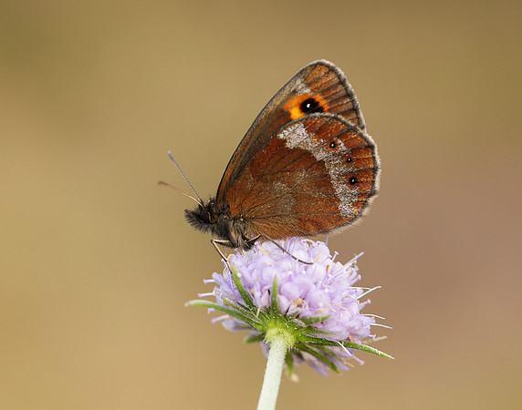 Scotch Argus Erebia aethiops
