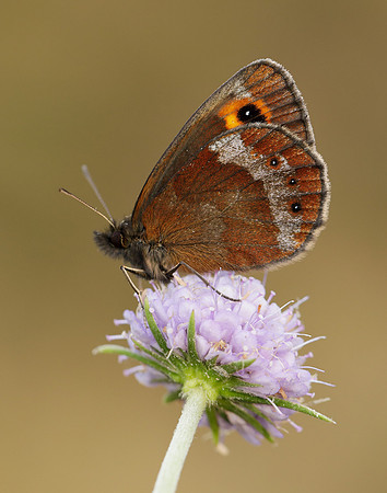 Scotch Argus Erebia aethiops