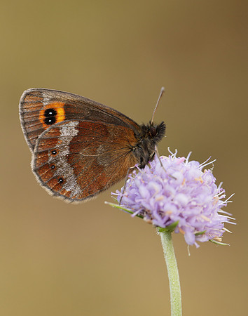 Scotch Argus Erebia aethiops