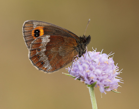 Scotch Argus Erebia aethiops