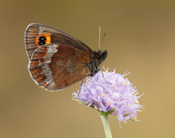 Scotch Argus Erebia aethiops