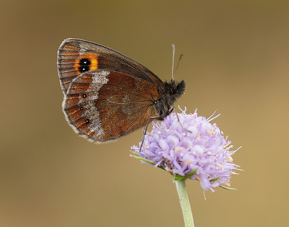 Scotch Argus Erebia aethiops