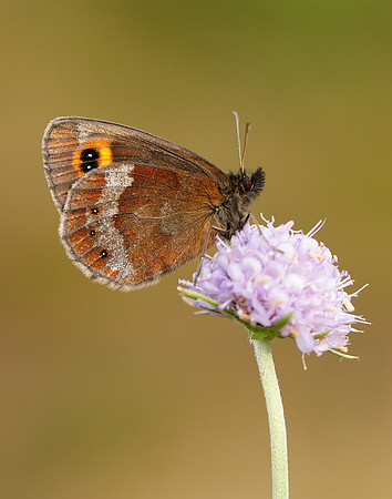 Scotch Argus Erebia aethiops