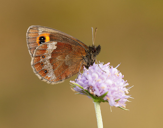 Scotch Argus Erebia aethiops