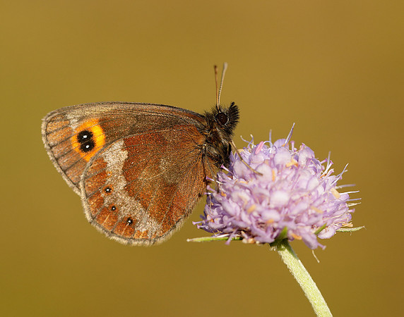 Scotch Argus Erebia aethiops