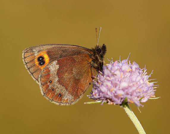 Scotch Argus Erebia aethiops
