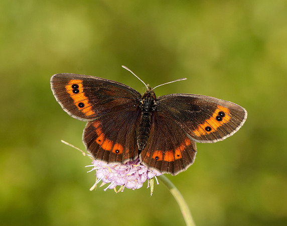 Scotch Argus Erebia aethiops