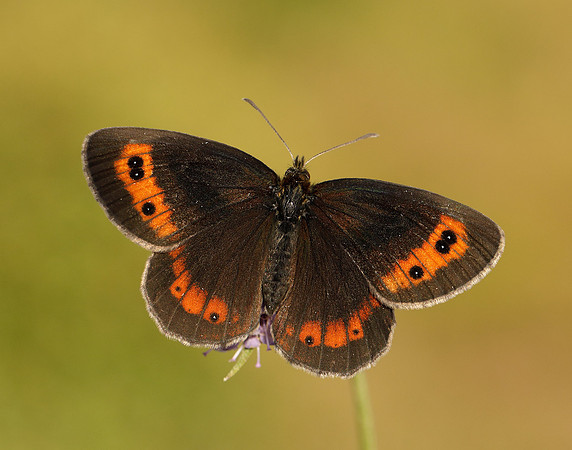 Scotch Argus Erebia aethiops