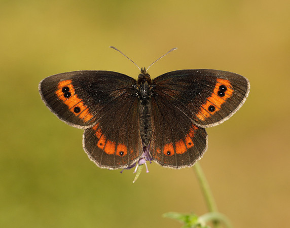 Scotch Argus Erebia aethiops
