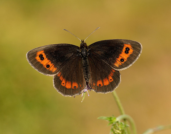 Scotch Argus Erebia aethiops