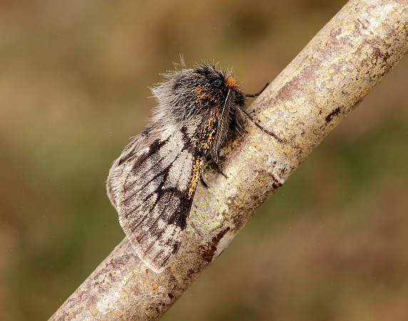 70.249 BF1929 Rannoch Brindled Beauty Lycia lapponaria