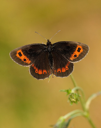 Scotch Argus Erebia aethiops