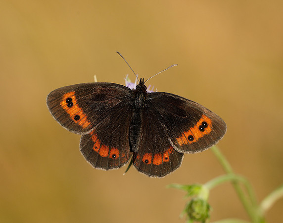 Scotch Argus Erebia aethiops