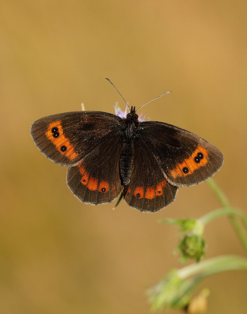 Scotch Argus Erebia aethiops