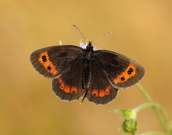 Scotch Argus Erebia aethiops