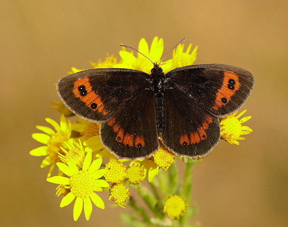 Scotch Argus Erebia aethiops