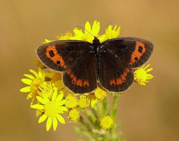 Scotch Argus Erebia aethiops