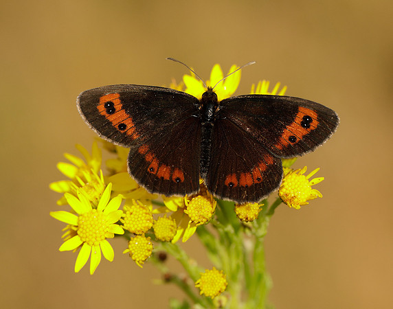 Scotch Argus Erebia aethiops